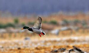 黄（渤）海候鸟栖息地内的绿头鸭。