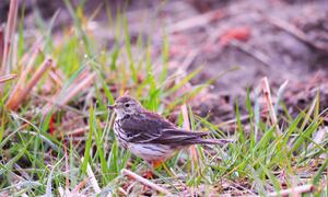 黃腹鷚，雀形目鹡鸰科小型鸣禽。