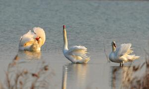濒危鸟类疣鼻天鹅。