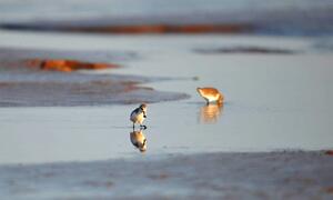 珍稀涉禽勺嘴鹬。