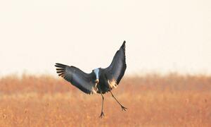 濒危鸟类白枕鹤。