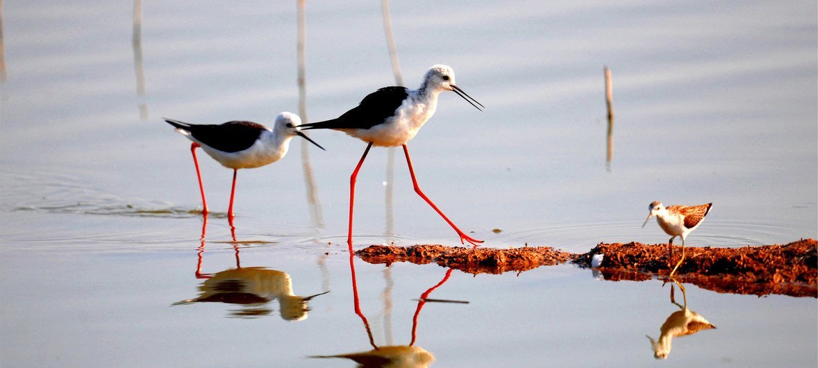 Ежегодно из-за пластикового мусора погибают миллионы морских, пресноводных и наземных птиц.