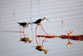 Ежегодно из-за пластикового мусора погибают миллионы морских, пресноводных и наземных птиц.