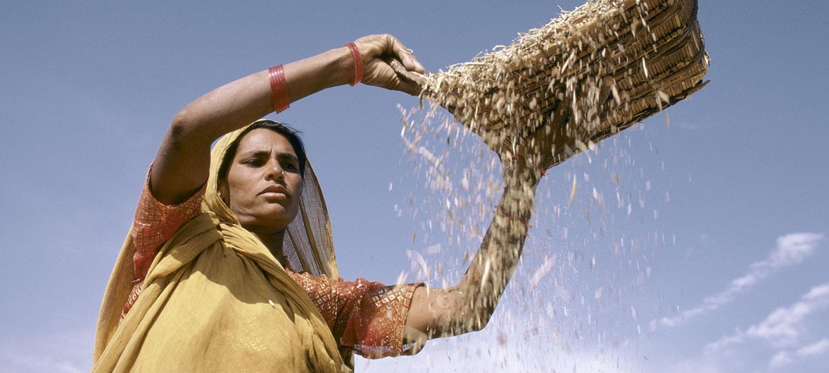 Une femme en Inde déplace le grain (fichier)