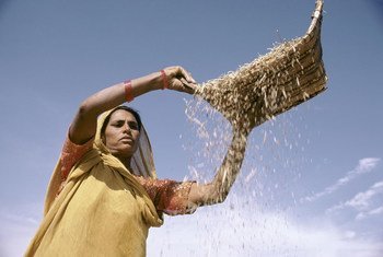 एक भारतीय महिला खेत में फ़सल तैयार होने के बाद अनाज और भूसा अलग करते हुए.