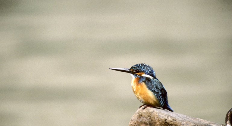 Ndege aina ya Kingfisher huko Sanares, India.